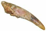 Fossil Pterosaur (Siroccopteryx) Tooth - Morocco #354849-1